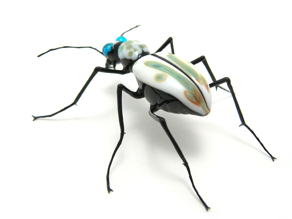 Tiger Beetle, glass beetle by Wesley Fleming