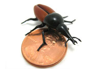 tiny-weevil
