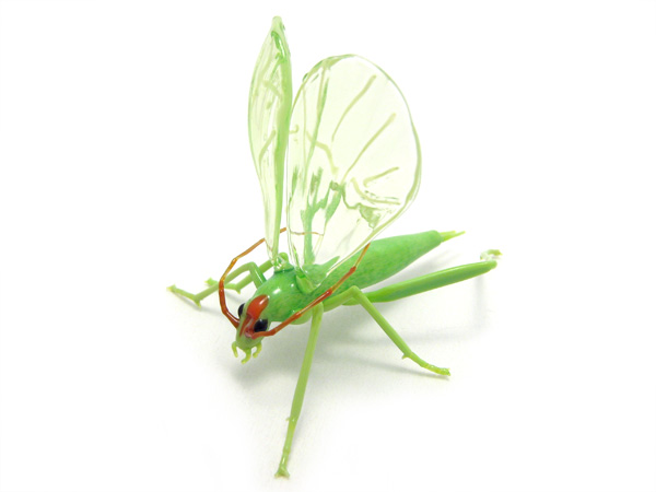 Montana Tree Cricket, glass insect by Wesley Fleming