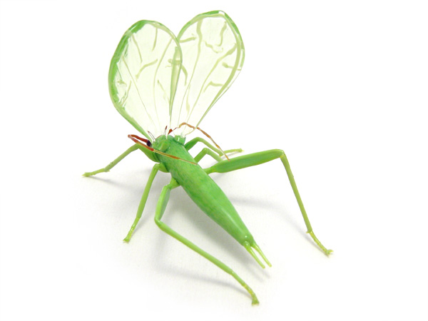 Montana Tree Cricket, glass bug by Wesley Fleming