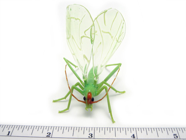Montana Tree Cricket, glass insect by Wesley Fleming