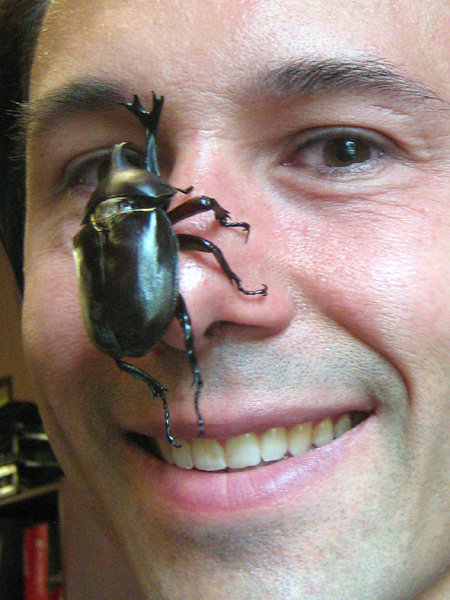 Japanese Unicorn Beetle, glass bug by Wesley Fleming