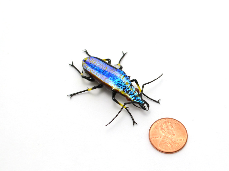 Yellow Striped Jewel Tiger Beetle, glass bug by Wesley Fleming