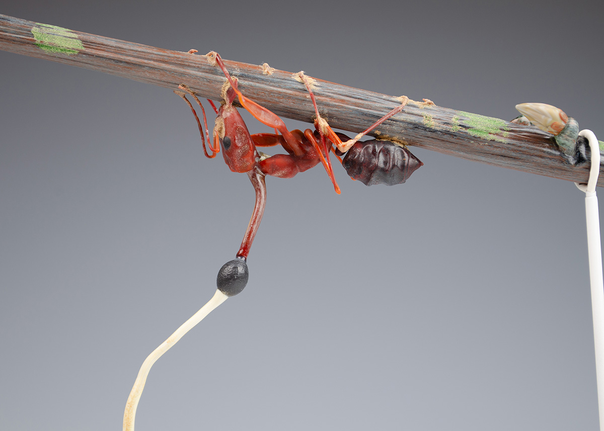 Ophiocordyceps kimflemingiae, infecting Camponotus castaneus, glass cordyceps by Wesley Fleming