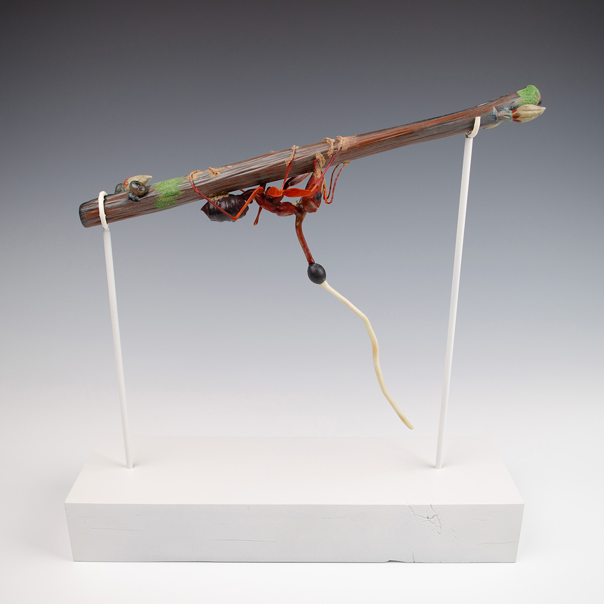 Ophiocordyceps kimflemingiae, infecting Camponotus castaneus, glass ant by Wesley Fleming