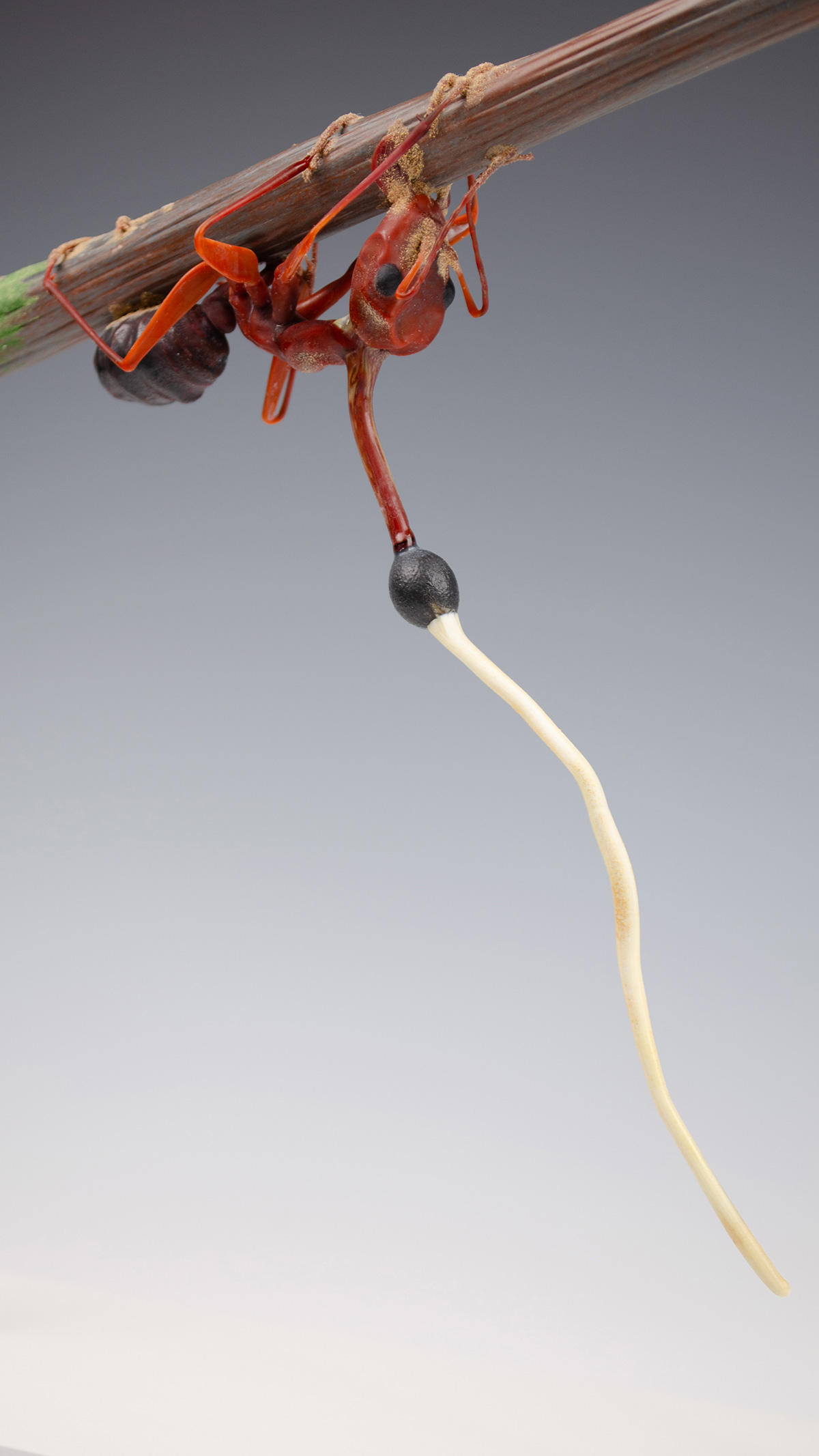 Ophiocordyceps kimflemingiae, infecting Camponotus castaneus, glass fungus by Wesley Fleming