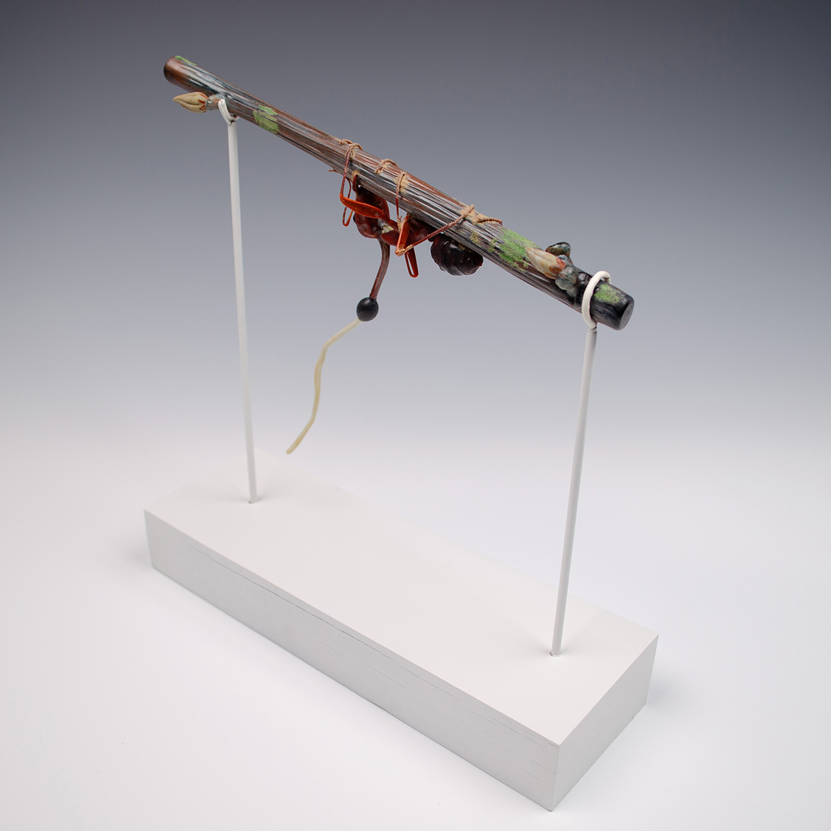 Ophiocordyceps kimflemingiae, infecting Camponotus castaneus, glass insect by Wesley Fleming