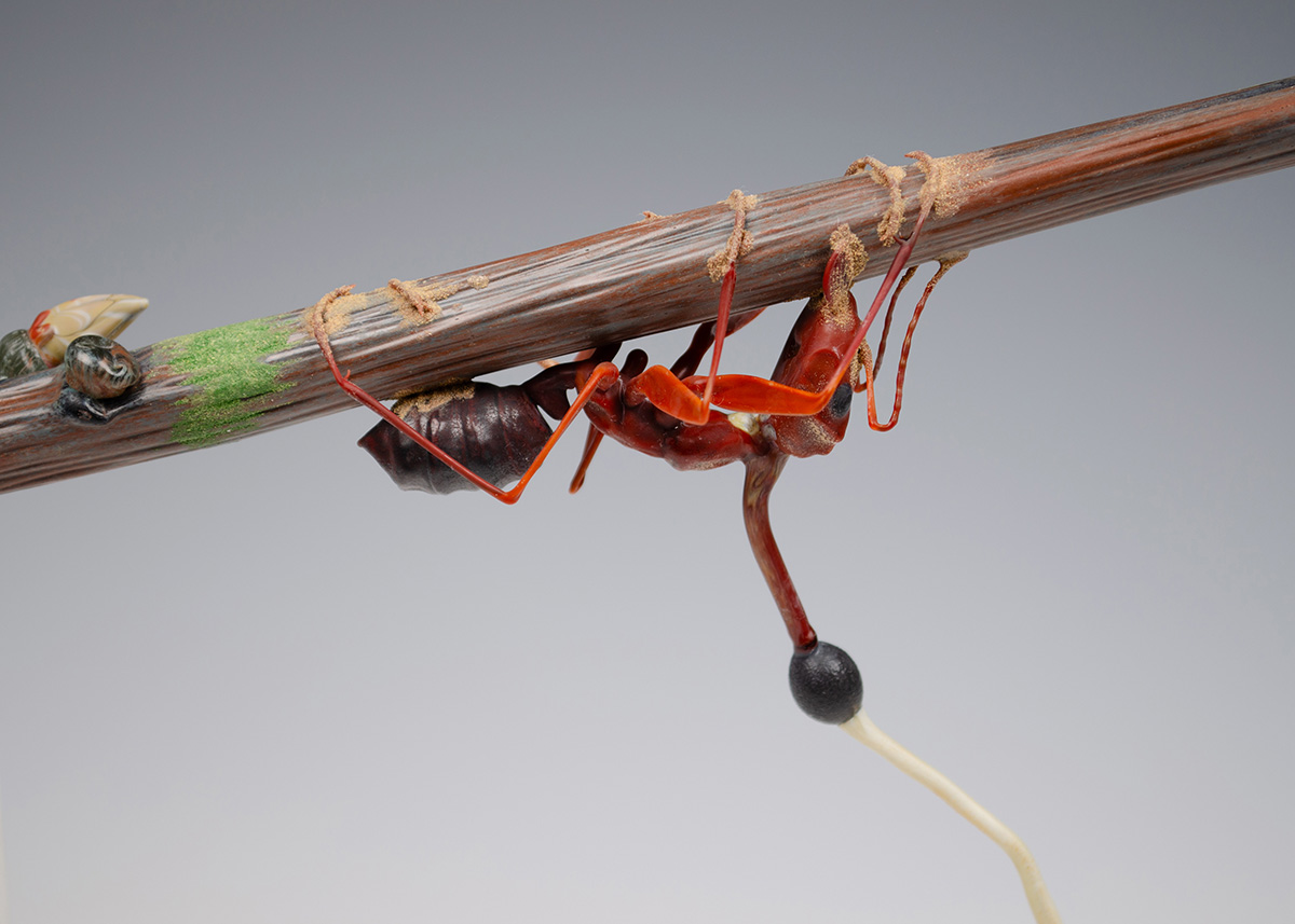 Ophiocordyceps kimflemingiae, infecting Camponotus castaneus, glass camponotus by Wesley Fleming