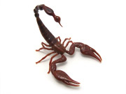 african-burrowing-scorpion