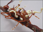 ant-w-cordyceps