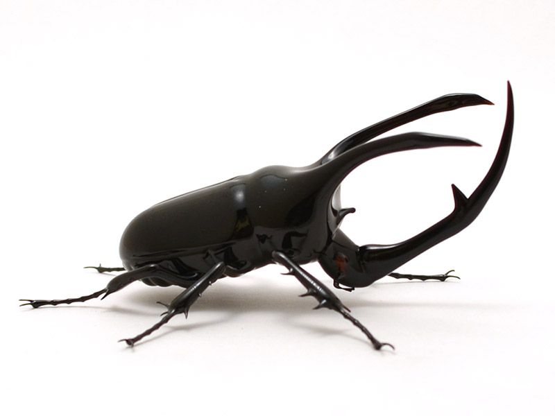 Atlas Beetle - Chalcosoma atlas, glass insect by Wesley Fleming