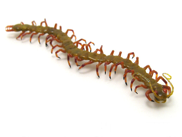 small centipede, glass centipede by Wesley Fleming