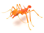 fire-ant