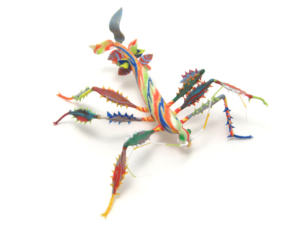 Harlequin Stick Bug, glass insect by Wesley Fleming