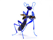 indigo-mantis-w-wasp