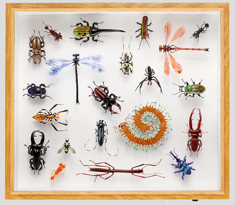 Insect Collection, glass insect collection by Wesley Fleming