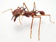 leafcutter-ant_for-Q