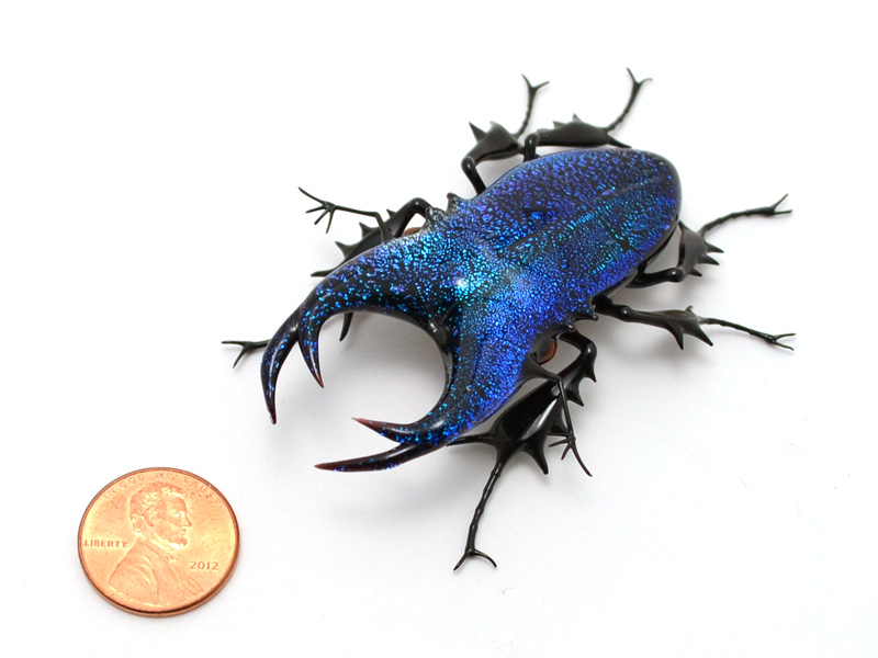 Cobalt Stag Jewel Beetle, glass beetle by Wesley Fleming