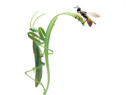 mantis-stalking-wasp2